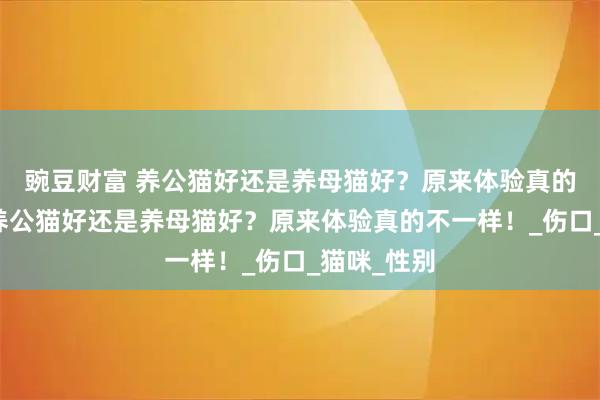 豌豆财富 养公猫好还是养母猫好？原来体验真的不一样！养公猫好还是养母猫好？原来体验真的不一样！_伤口_猫咪_性别