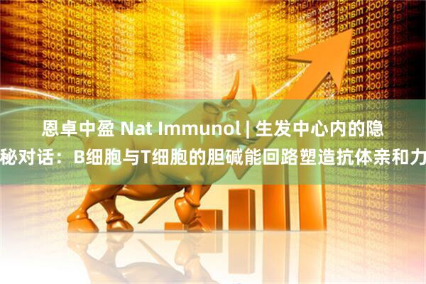 恩卓中盈 Nat Immunol | 生发中心内的隐秘对话:B细胞与T细胞的胆碱能回路塑造抗体亲和力